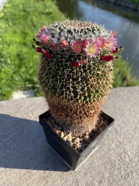 Mammillaria johnstonii